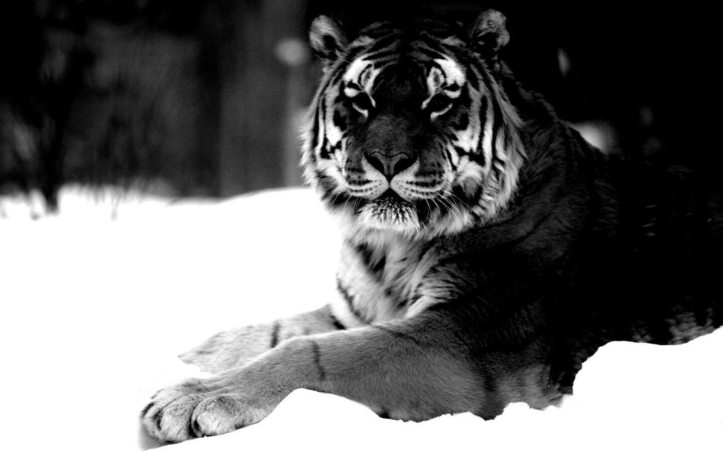 Тигр в снегу обои