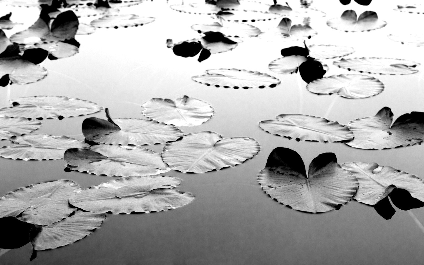 Плавающие листья обои