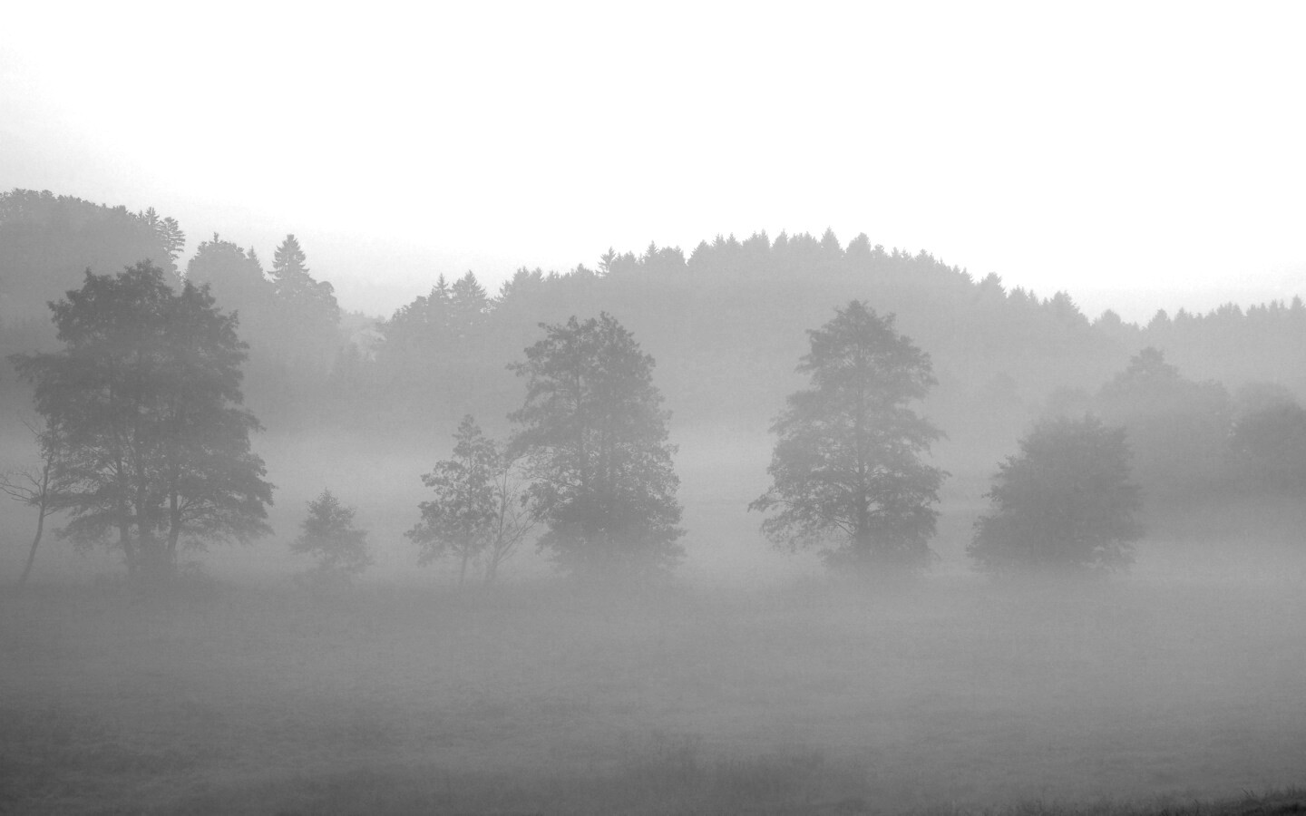 Розовый лес обои