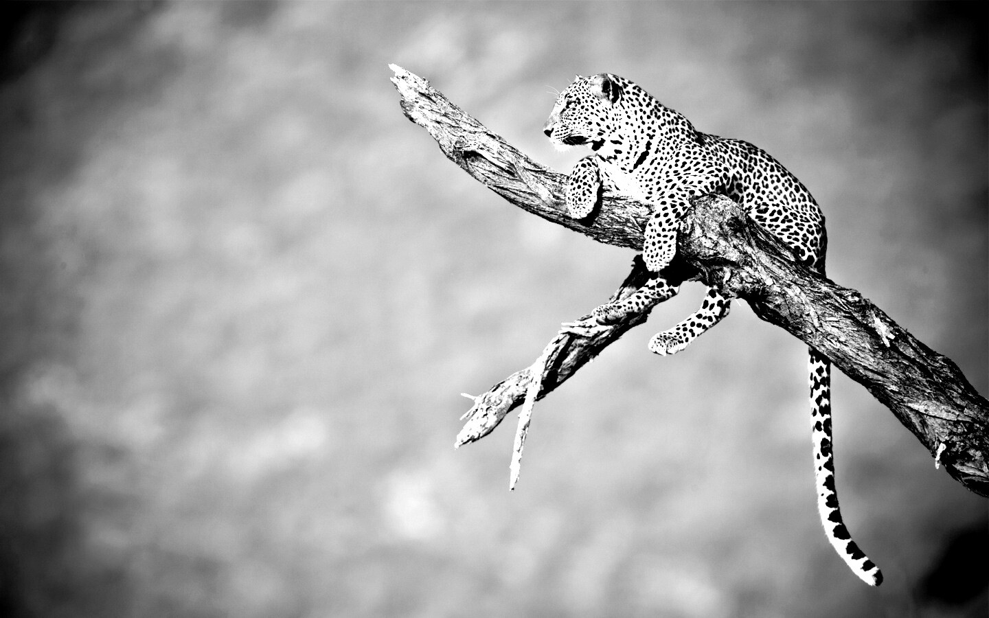 Ягуар на дереве обои