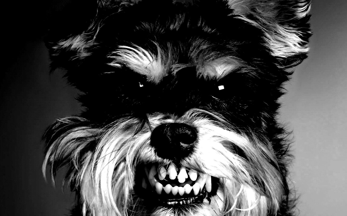 Терьер вне себя обои