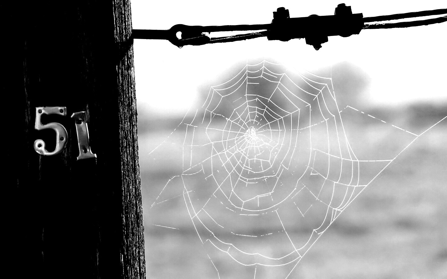 Паутина 51 обои