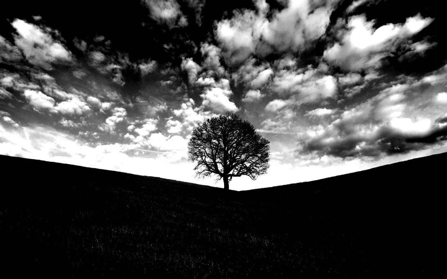Холм одинокого дуба обои