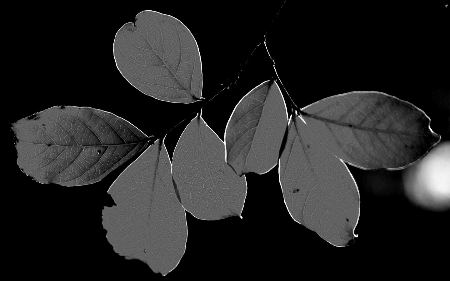 Ветка с оранжевыми листьями обои