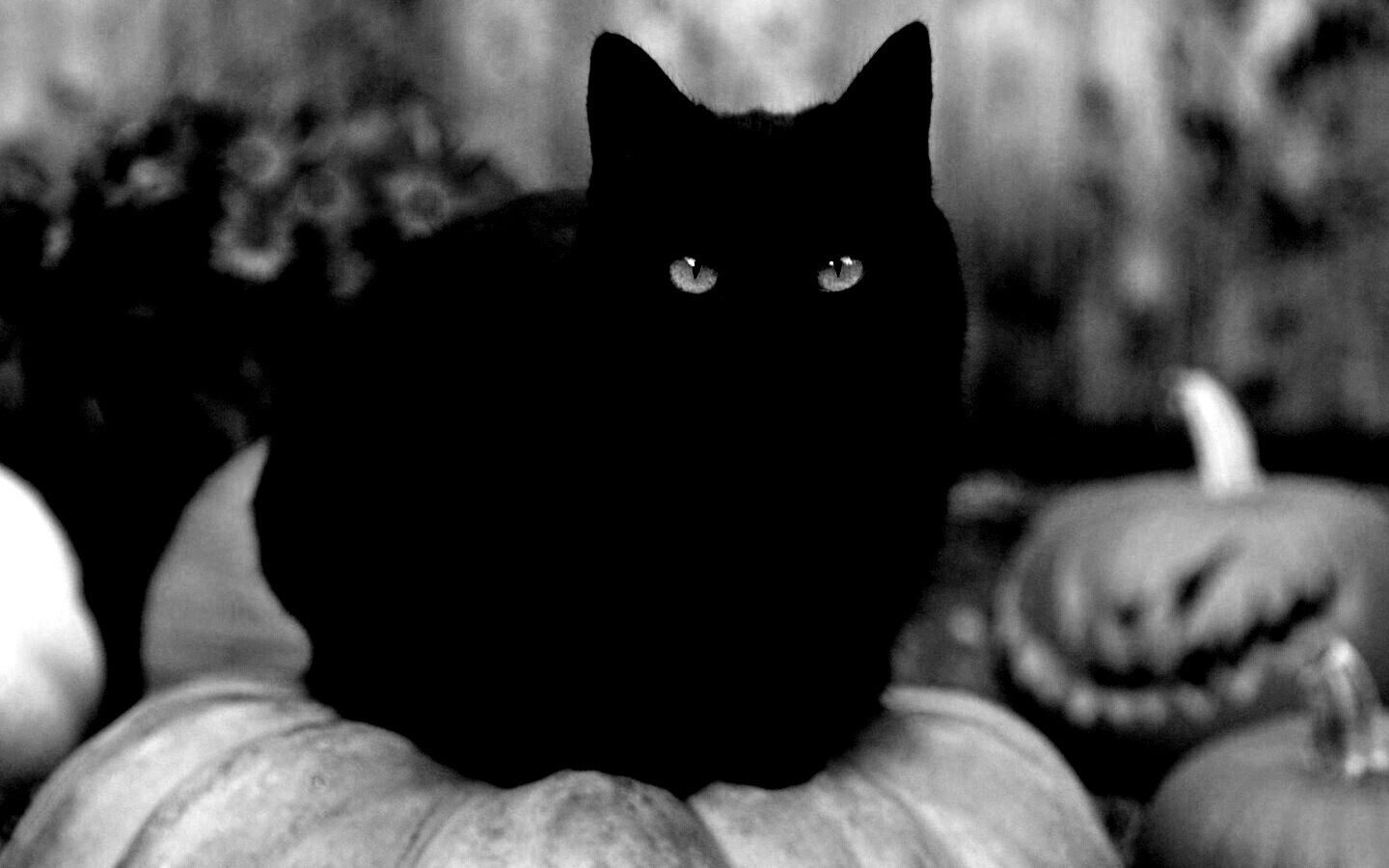 Чёрный кот на тыкве обои