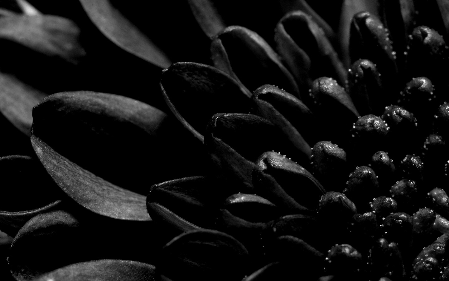 Лепестки хризантемы обои