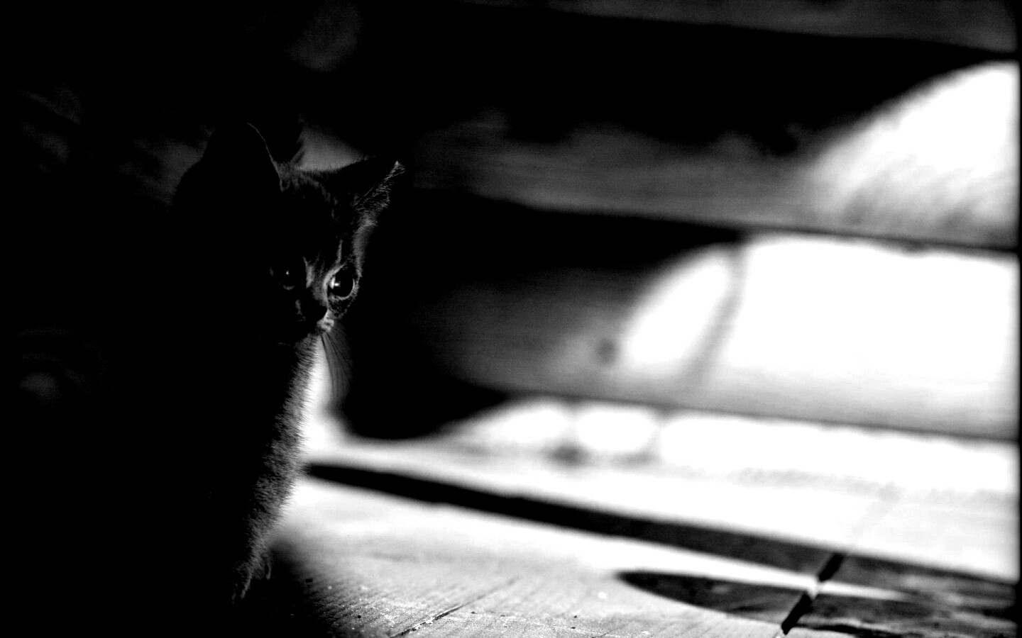 Маленький дымчатый котенок обои