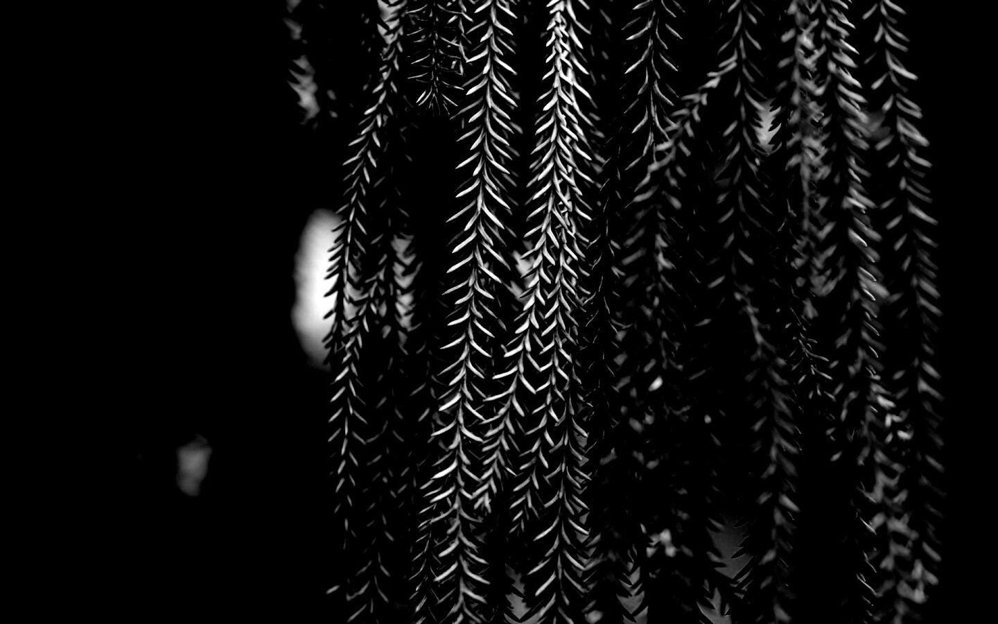 Зеленые колючки обои