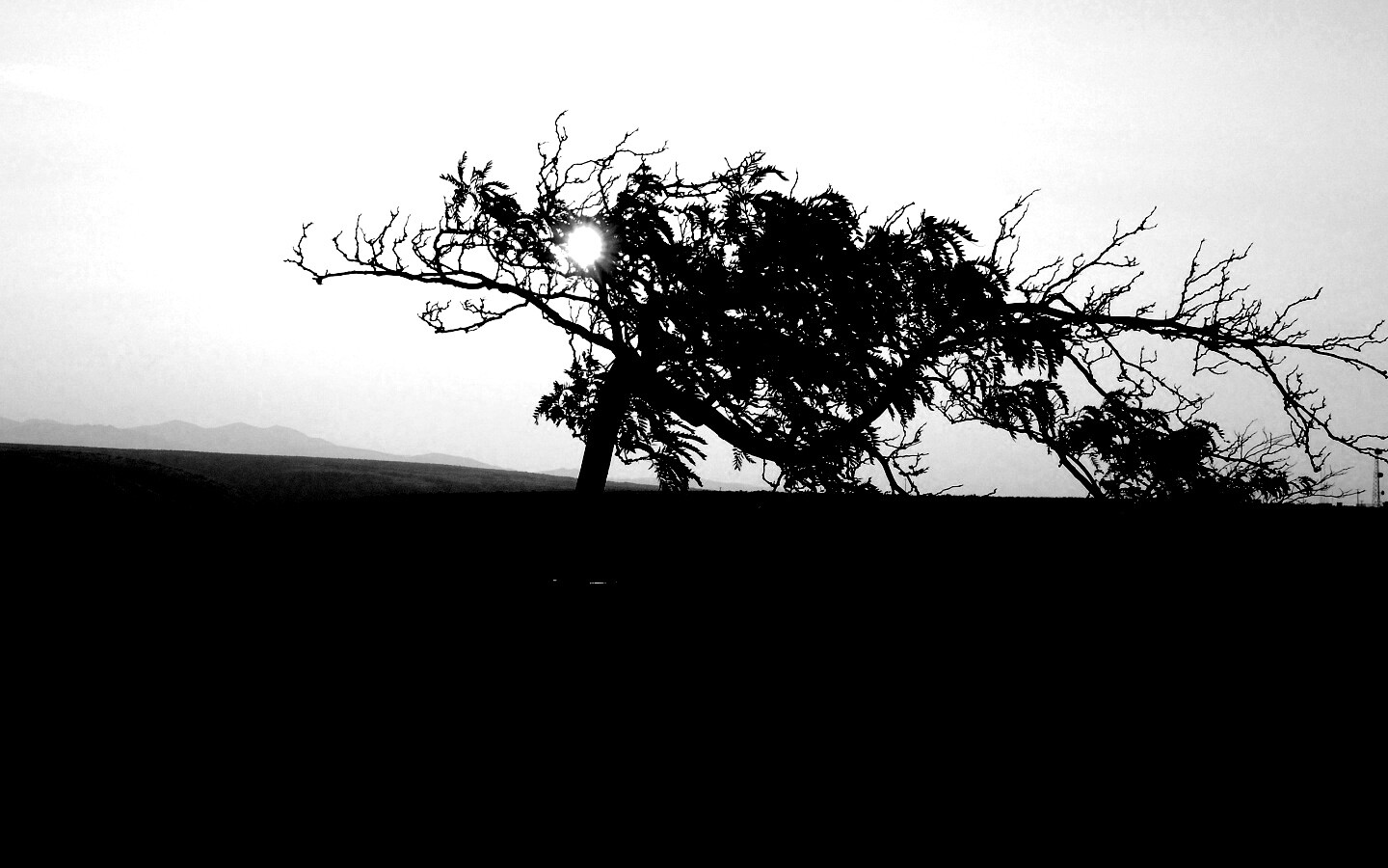 Дерево на закате обои