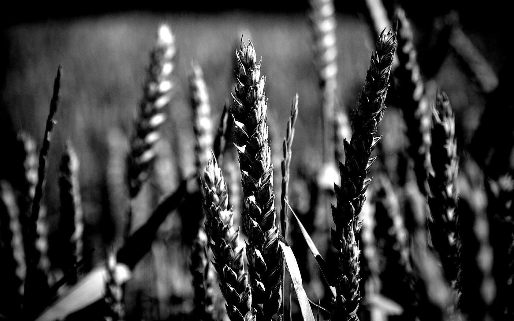 Молодые пшеничные колосья обои