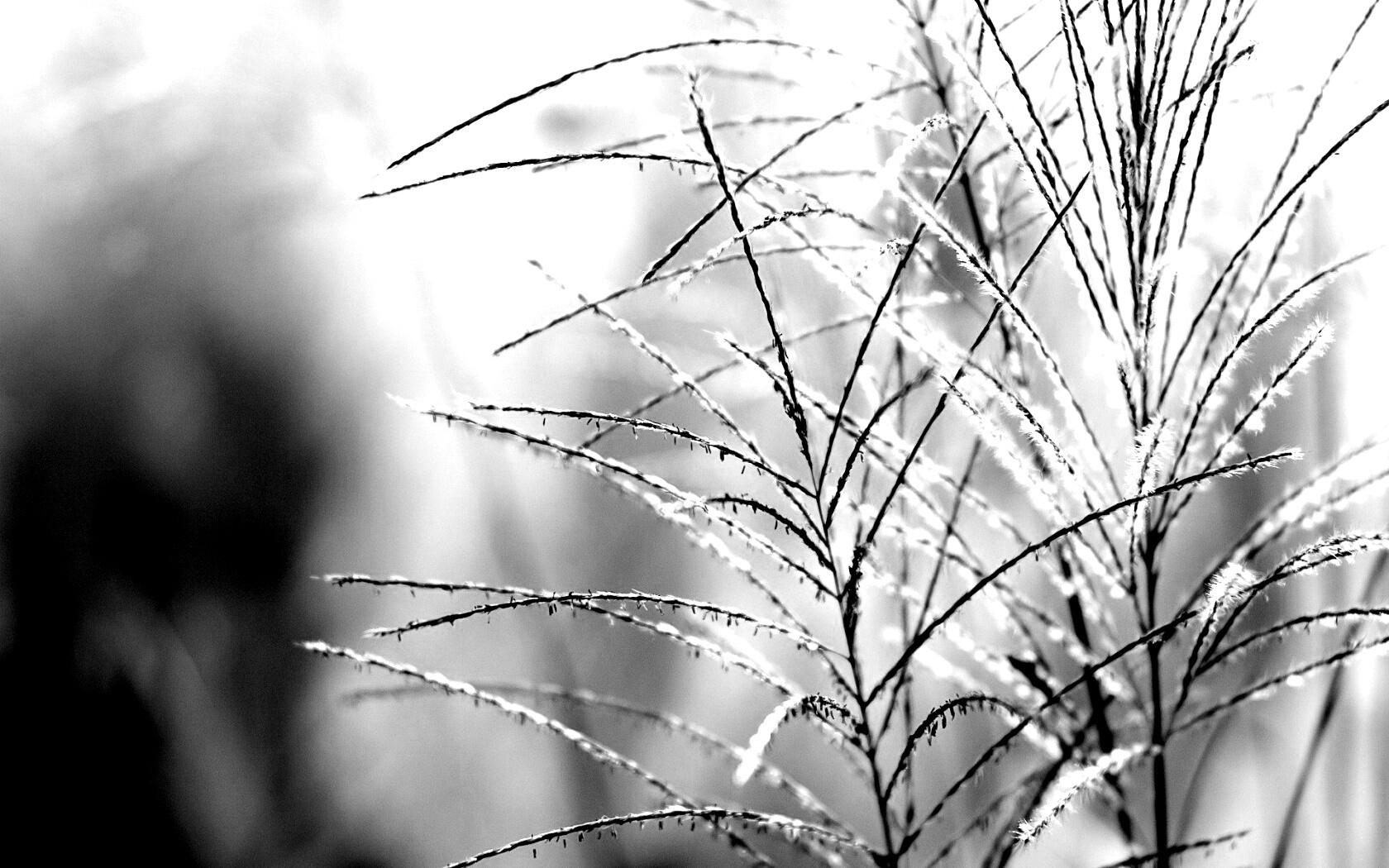 Макро фото растения обои