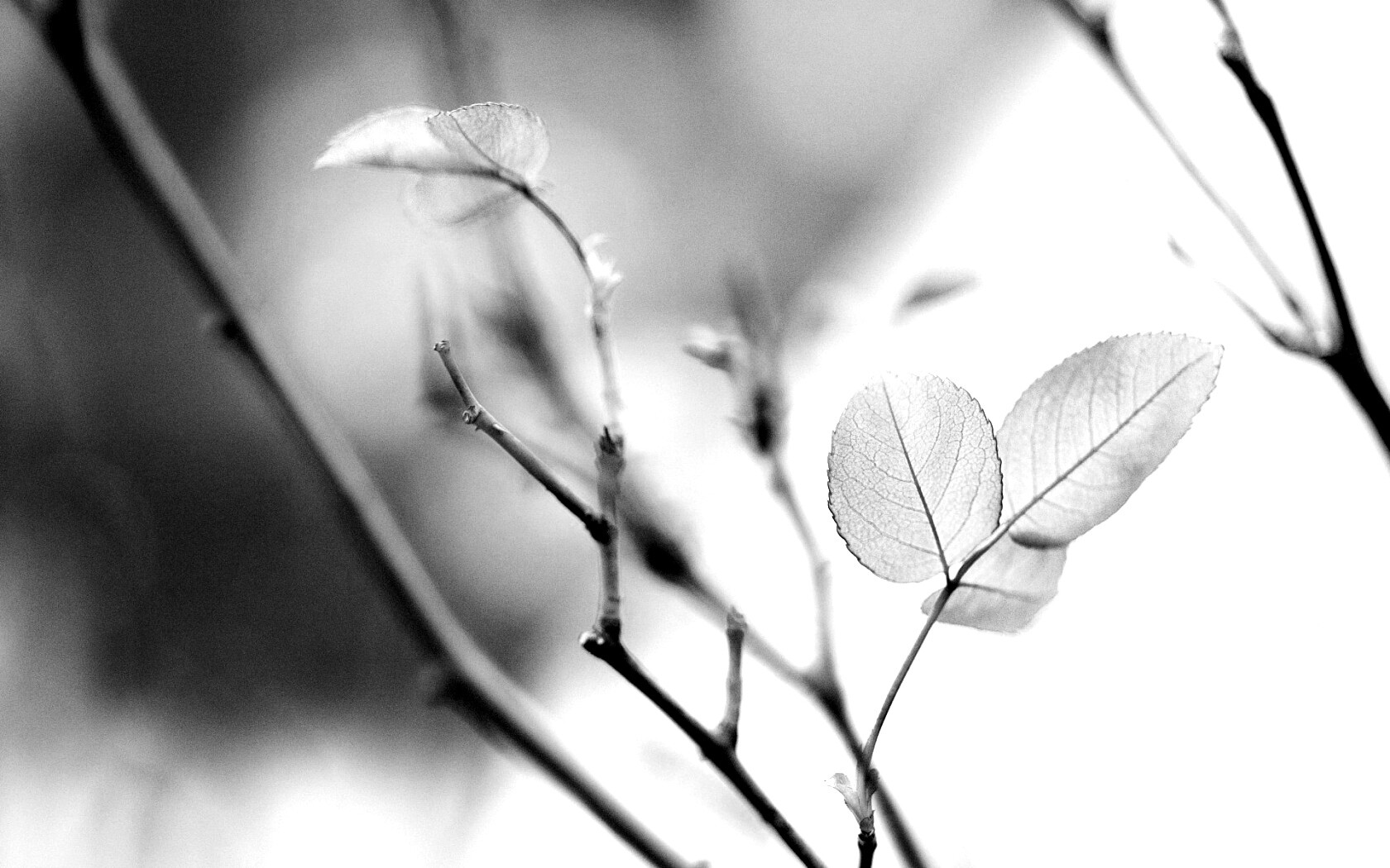 Красные листики обои