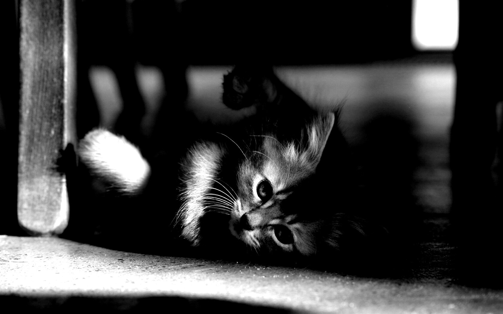 Котенок играет под стулом обои