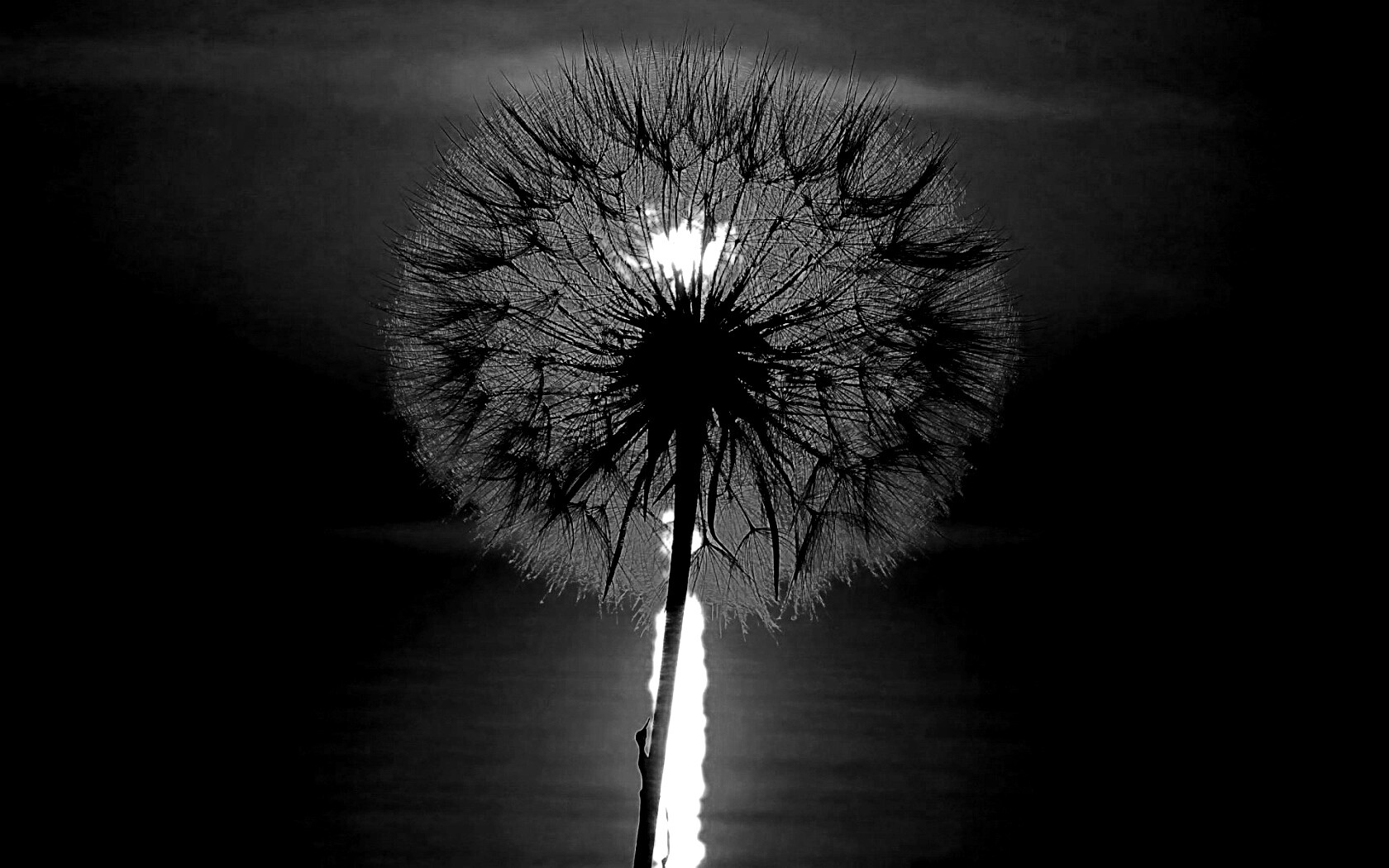 Одуванчик на закател обои