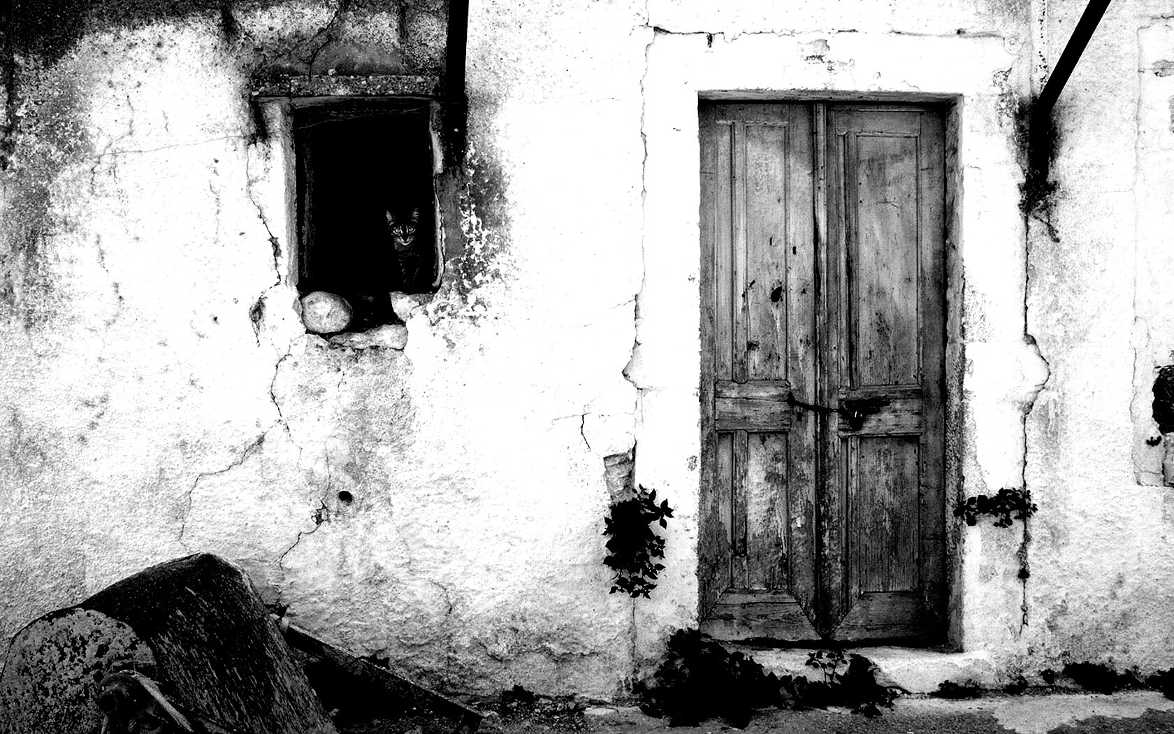 Кот выглядывает из разрушенного дома обои