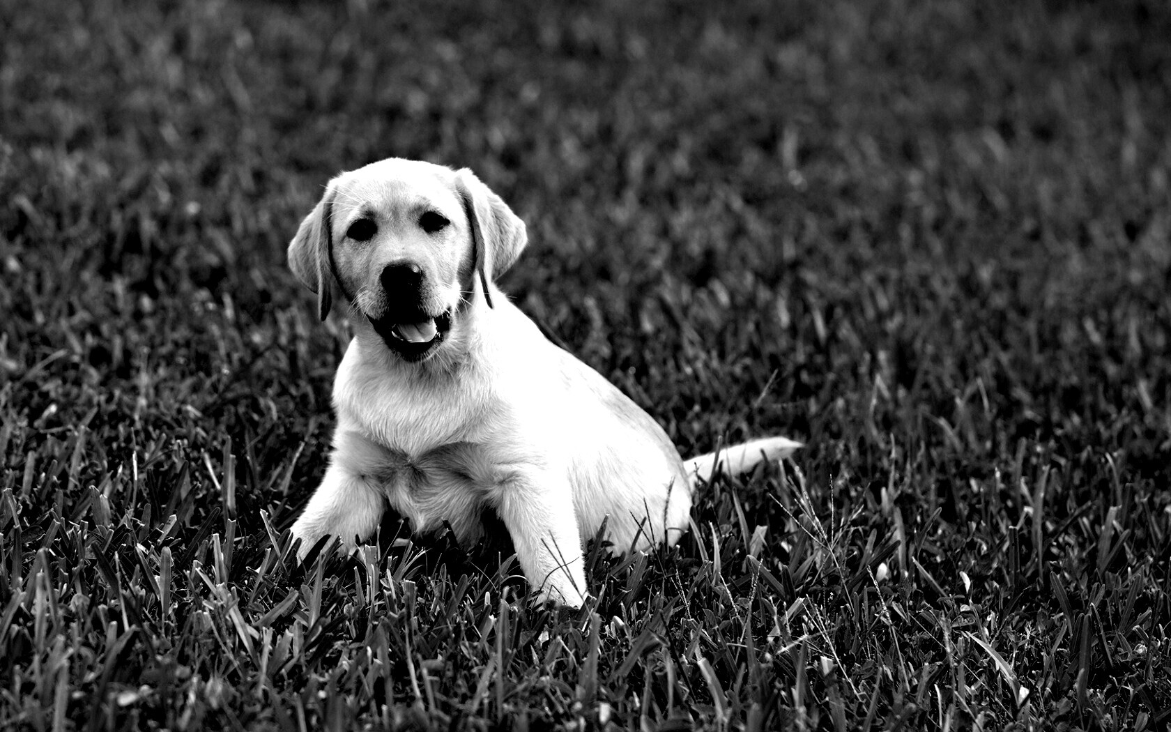 Щенок лабрадора в траве обои