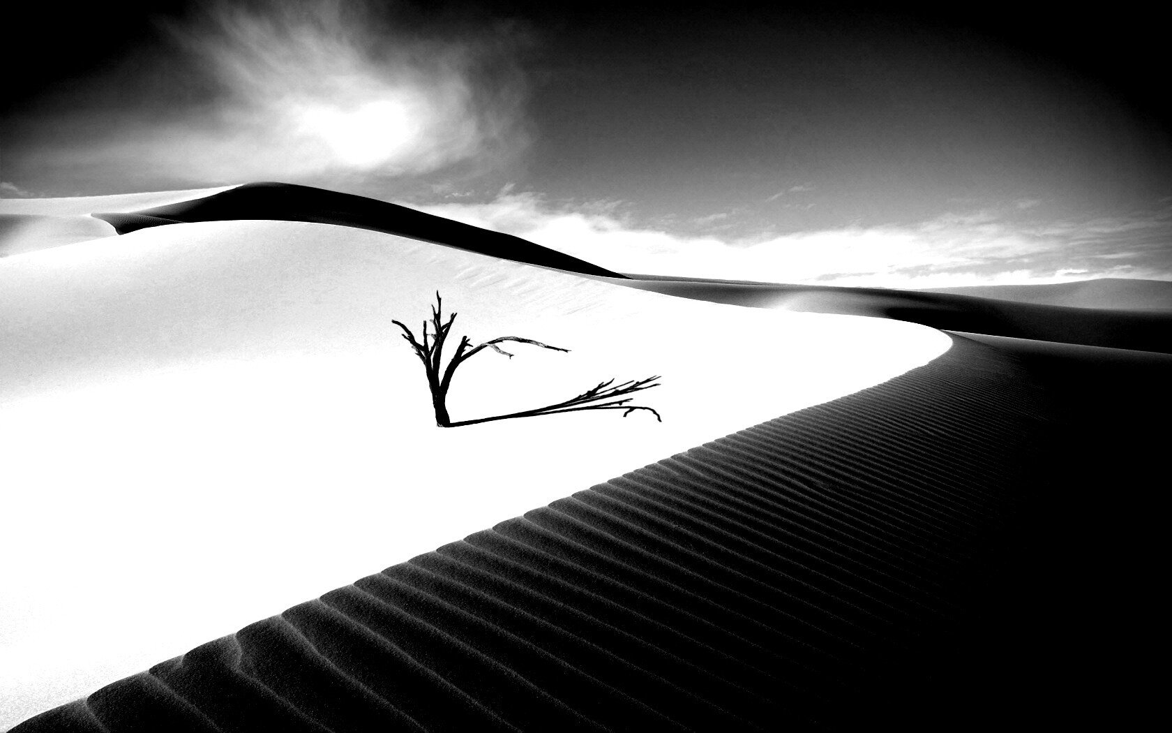 Сухостой в пустыне обои