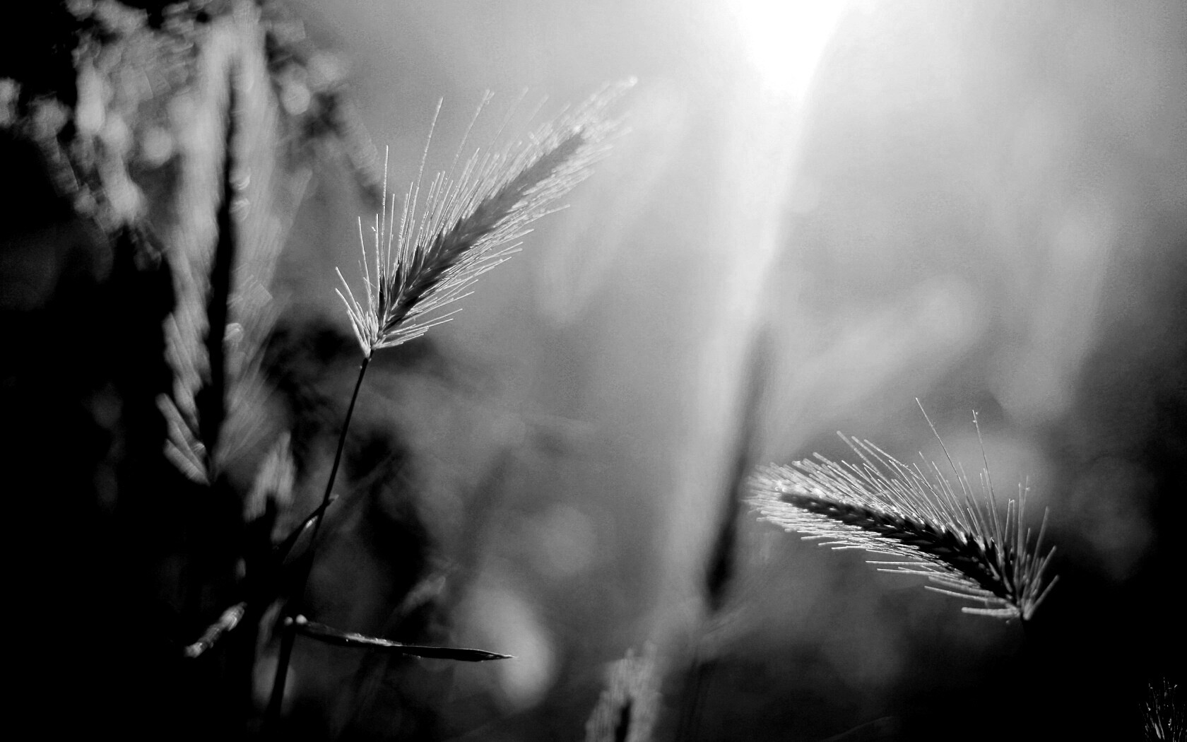 Травинки на солнце обои