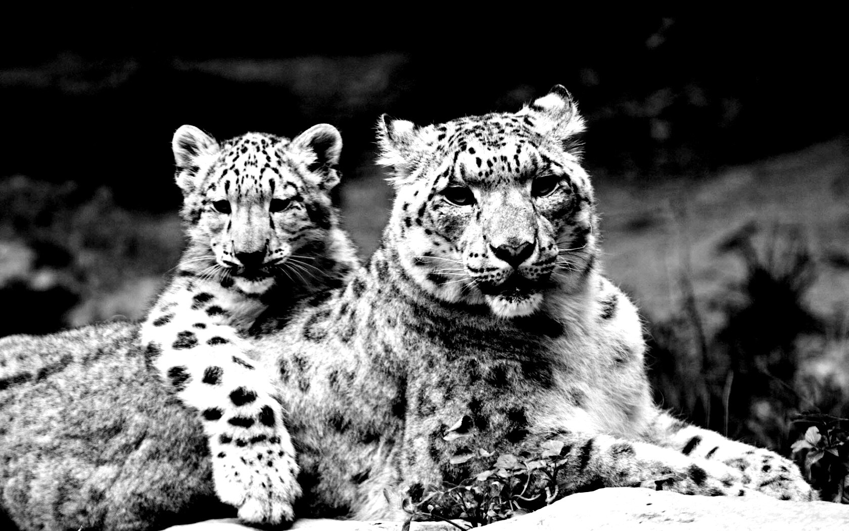 Самка снежного барса с котенком обои