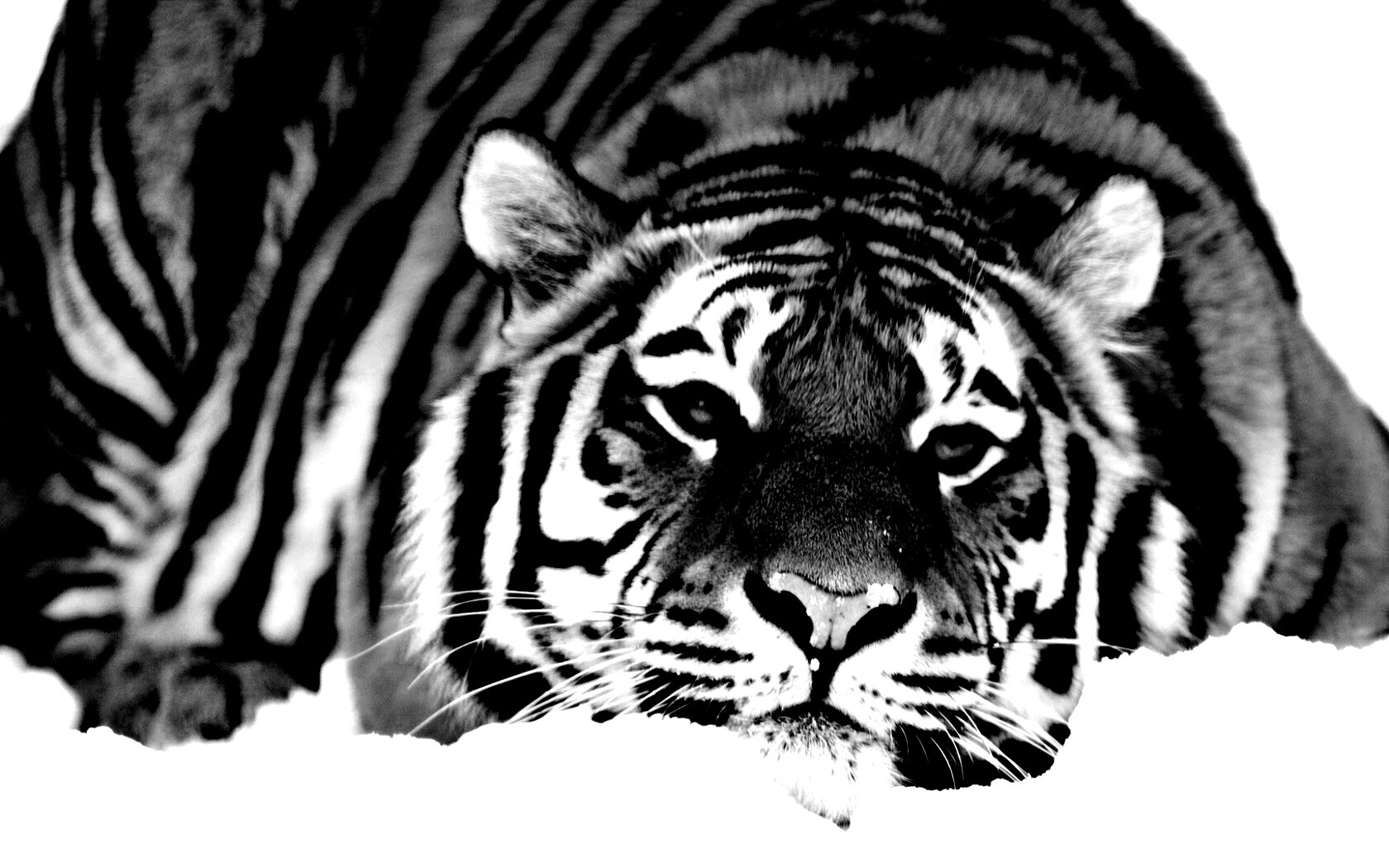 Тигр в снегу обои