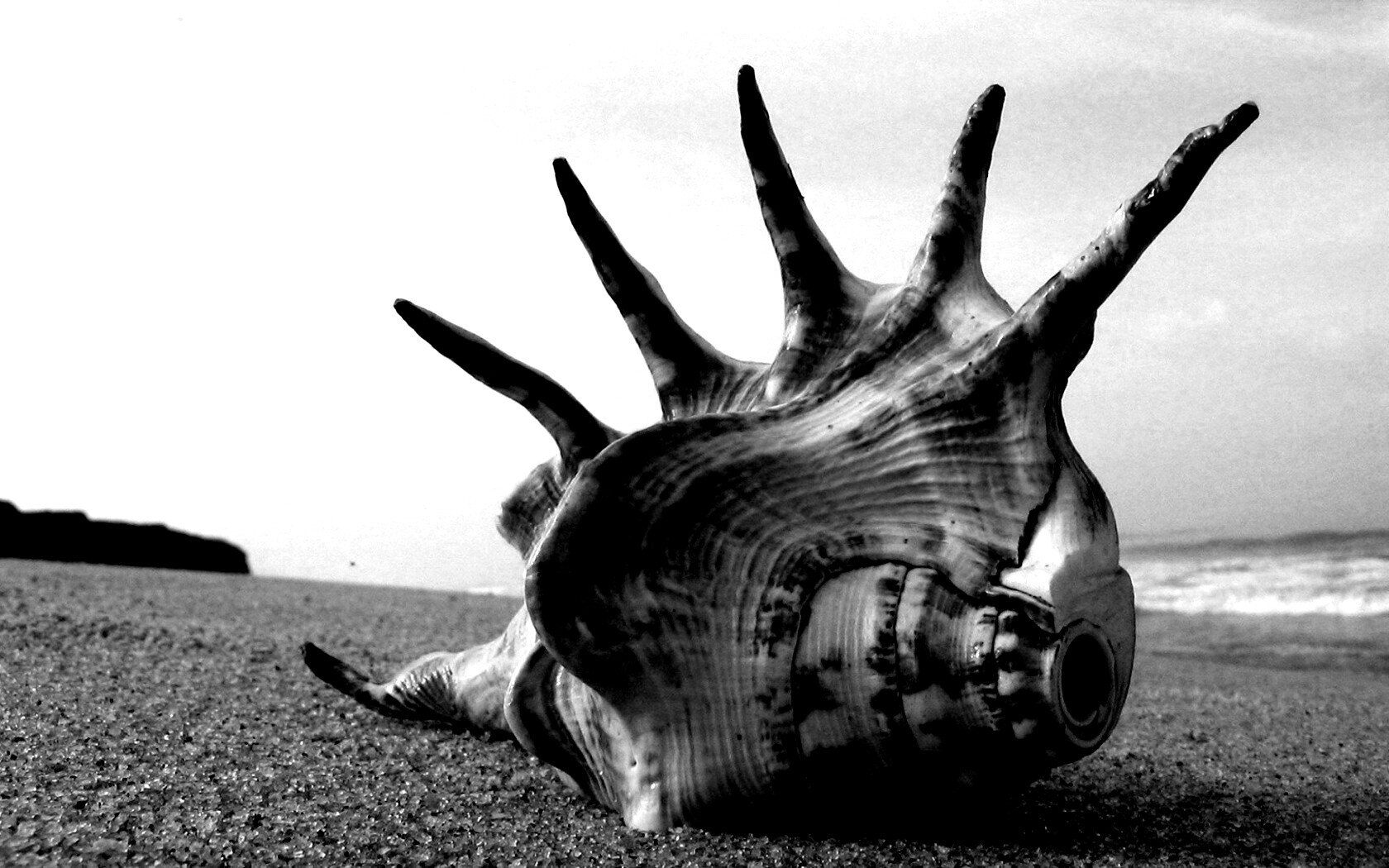 Раковина с гребнем обои