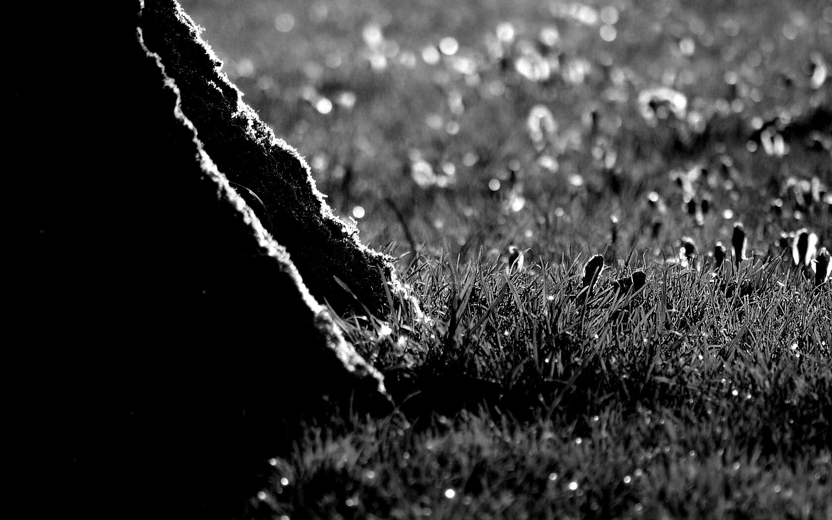 Дерево в траве обои