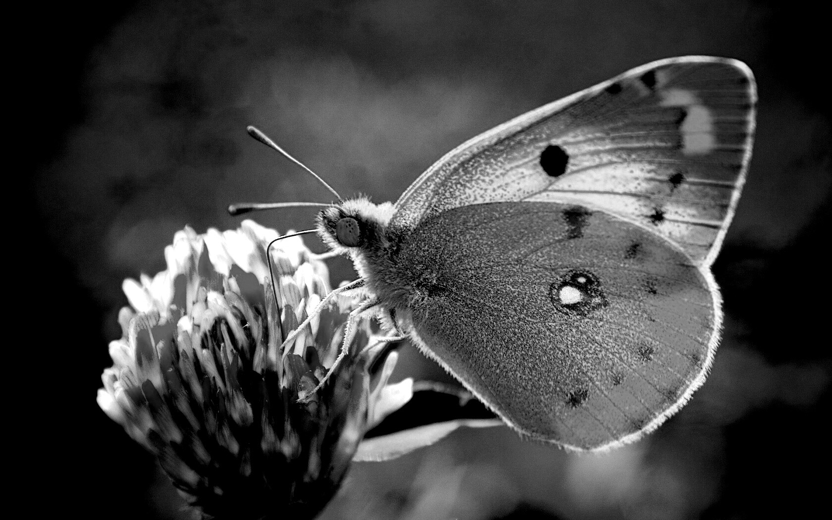 Бабочка на клевере обои