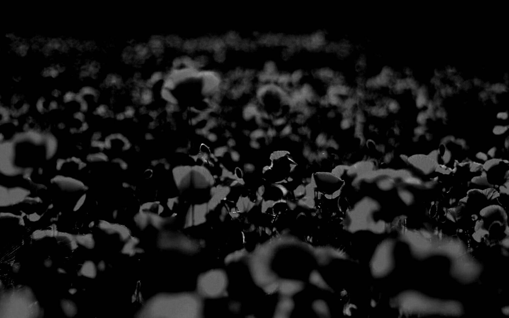 Маки в полях обои