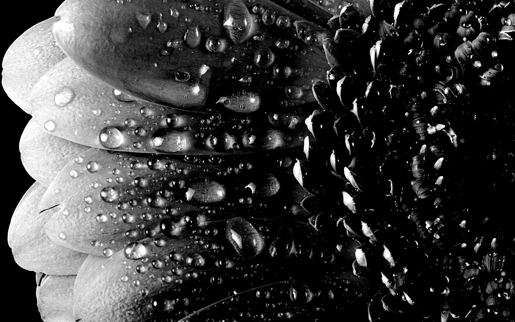 Капли на лепестках гербера обои