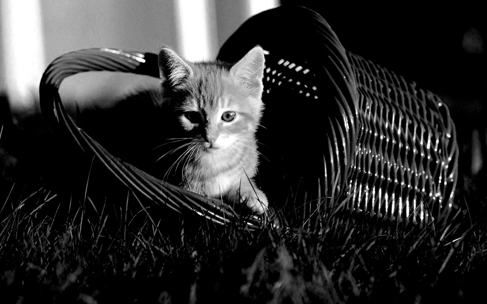 Рыжий котенок в корзине обои