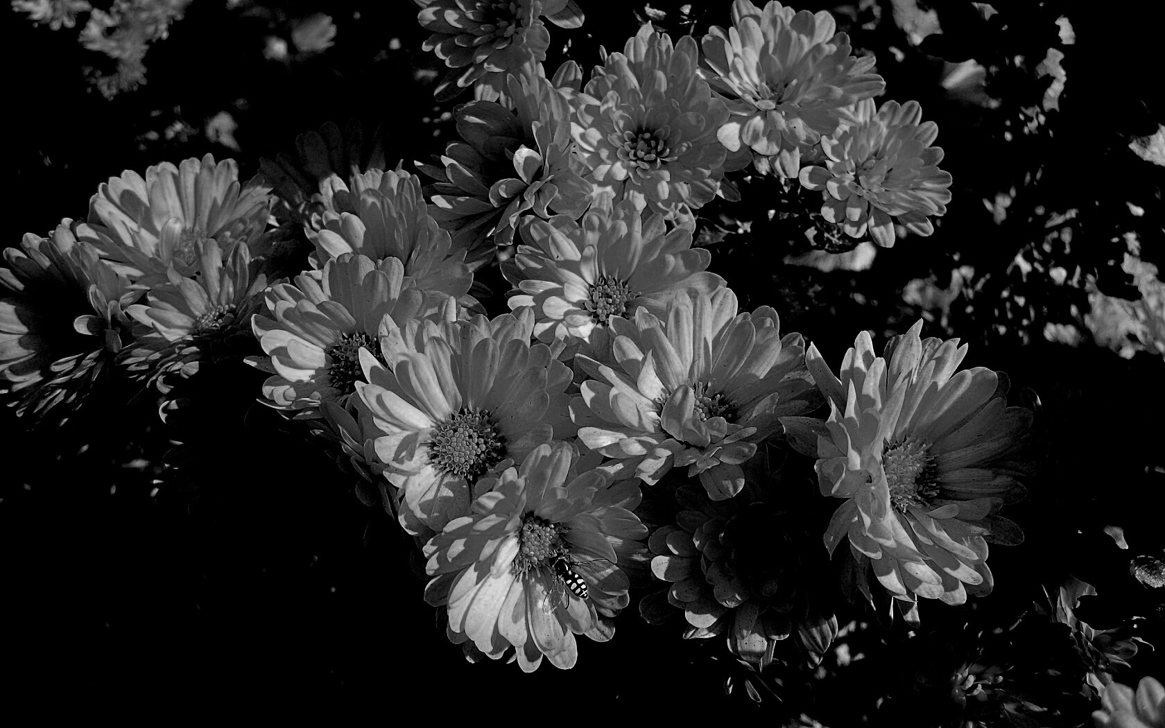 Оса на желтых герберах обои