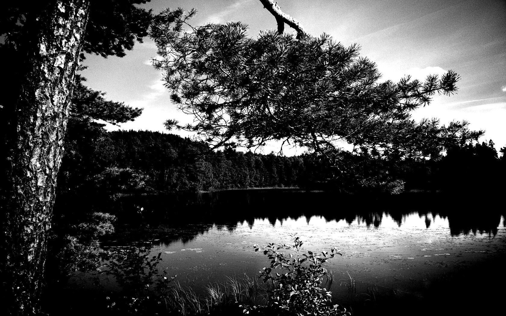 Ветка сосны над озером обои