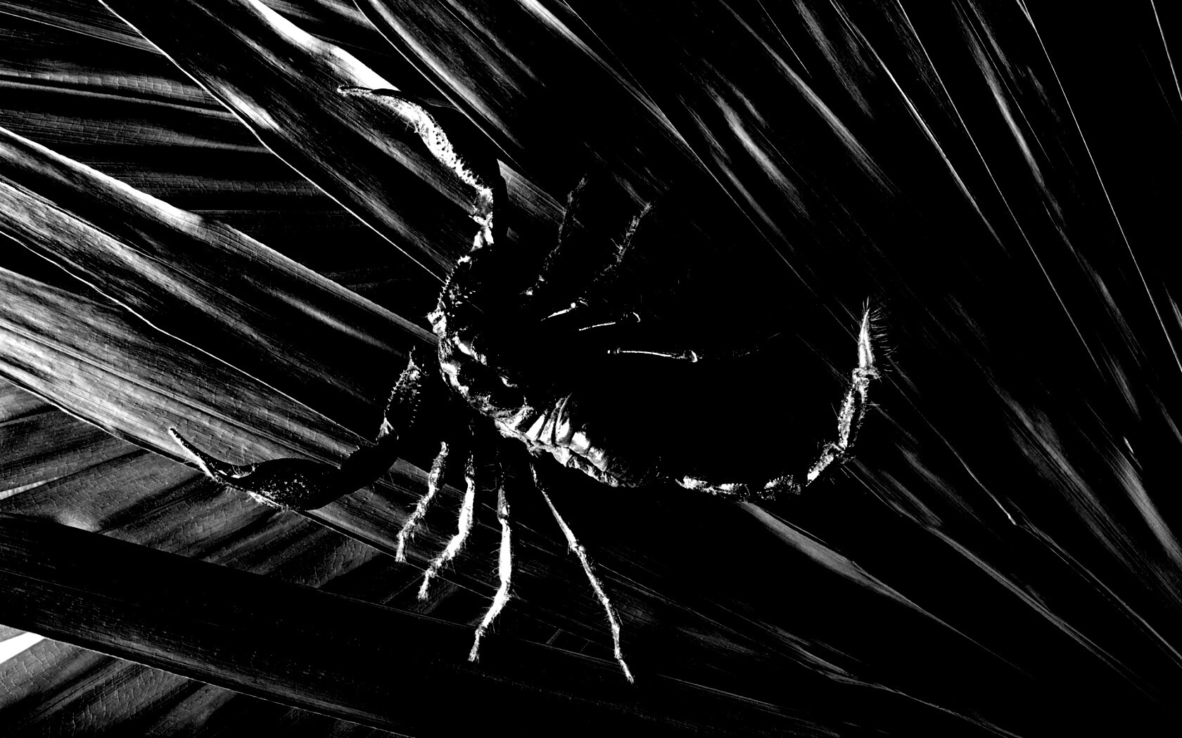 Скорпион на траве обои