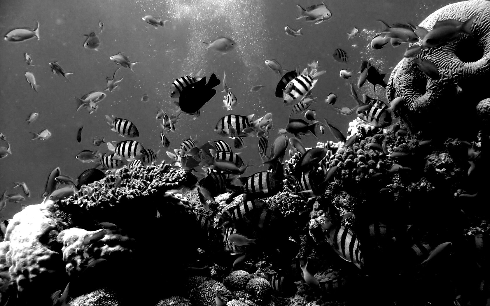 Жизнь в корраловом рифе обои