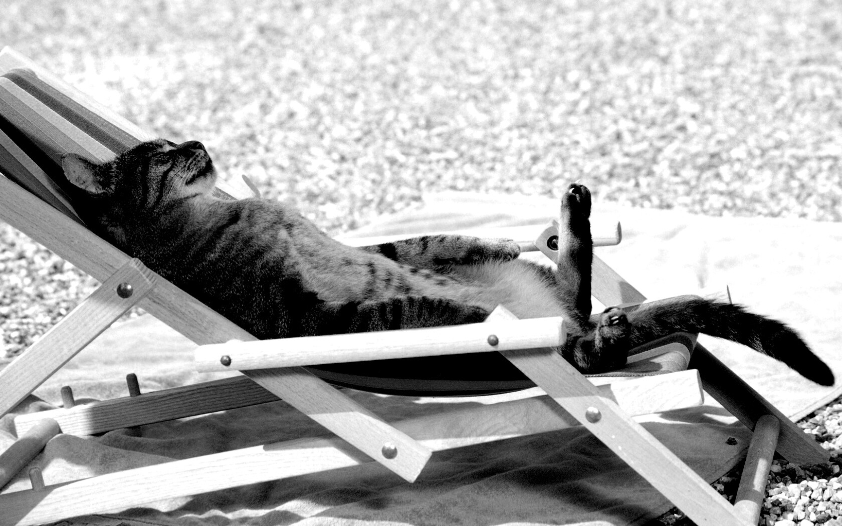 Кот в отпуске обои