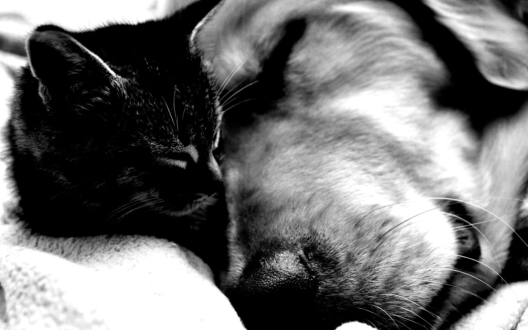 Кошка спит с собакой обои