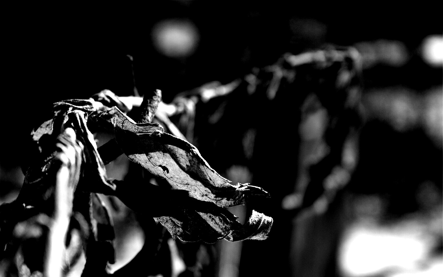 Сухие листья на железном заборе обои