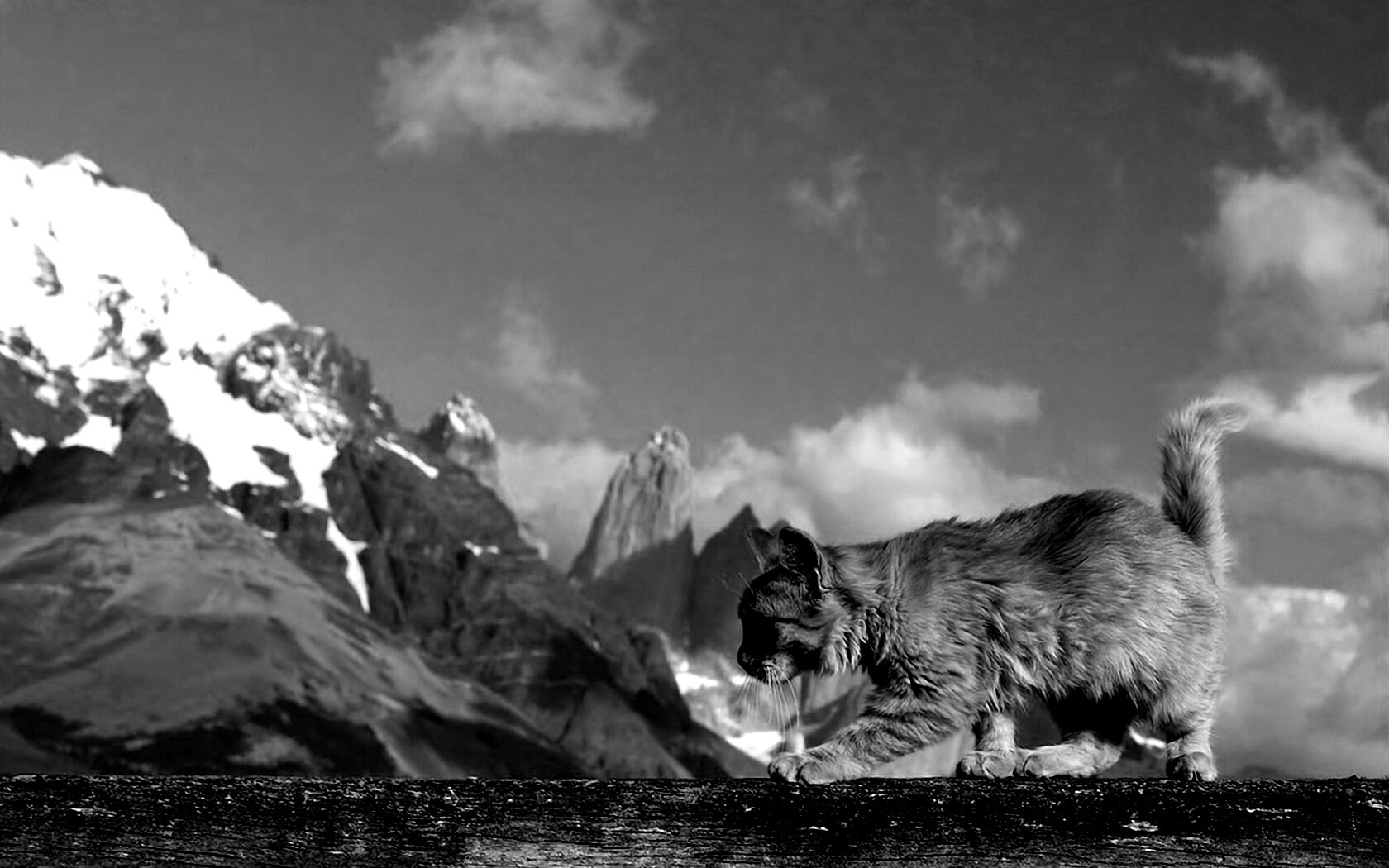 Рыжий котик в горах обои