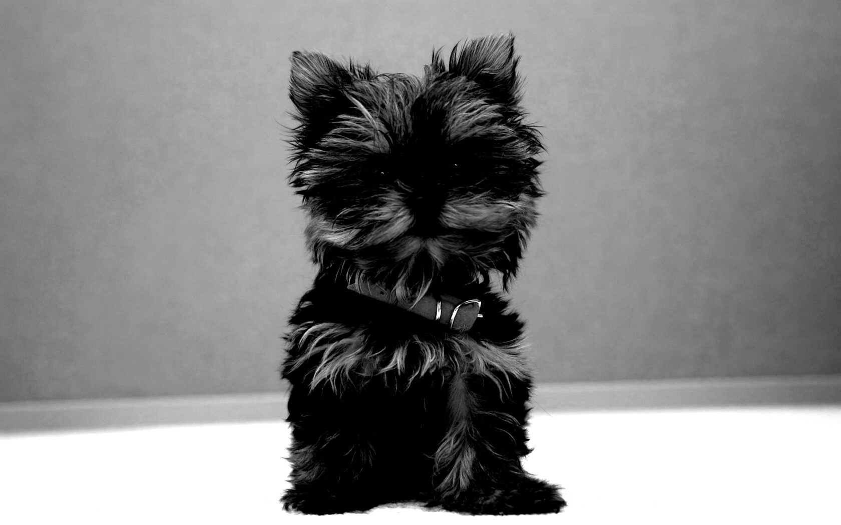 Щенок в красном ошейнике обои