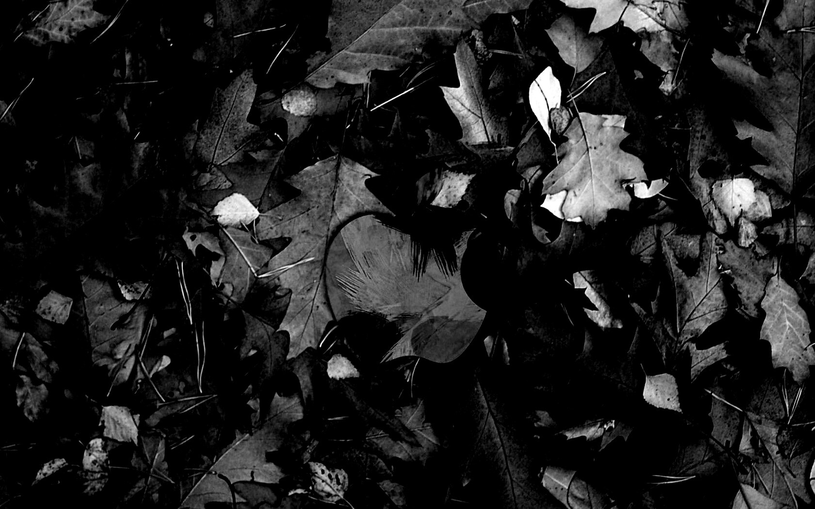 Эпл в сухой листве обои