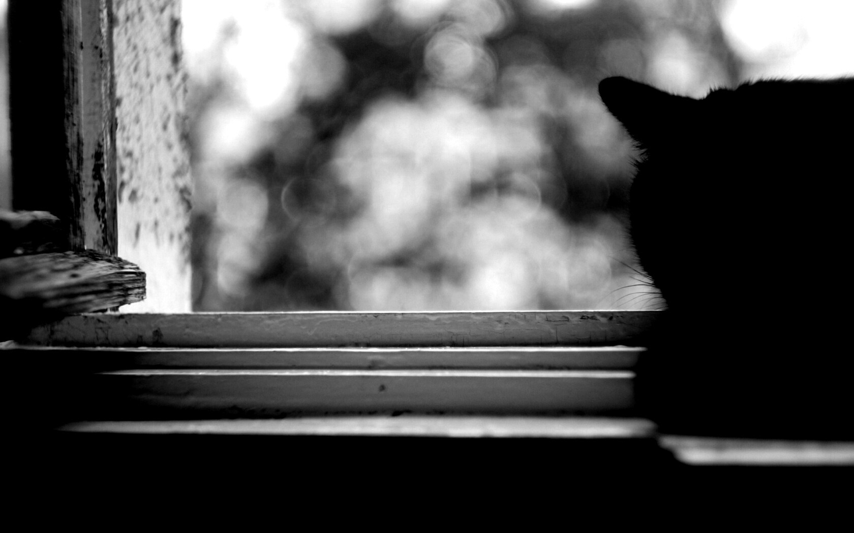 Дремлющий на окне черный кот обои