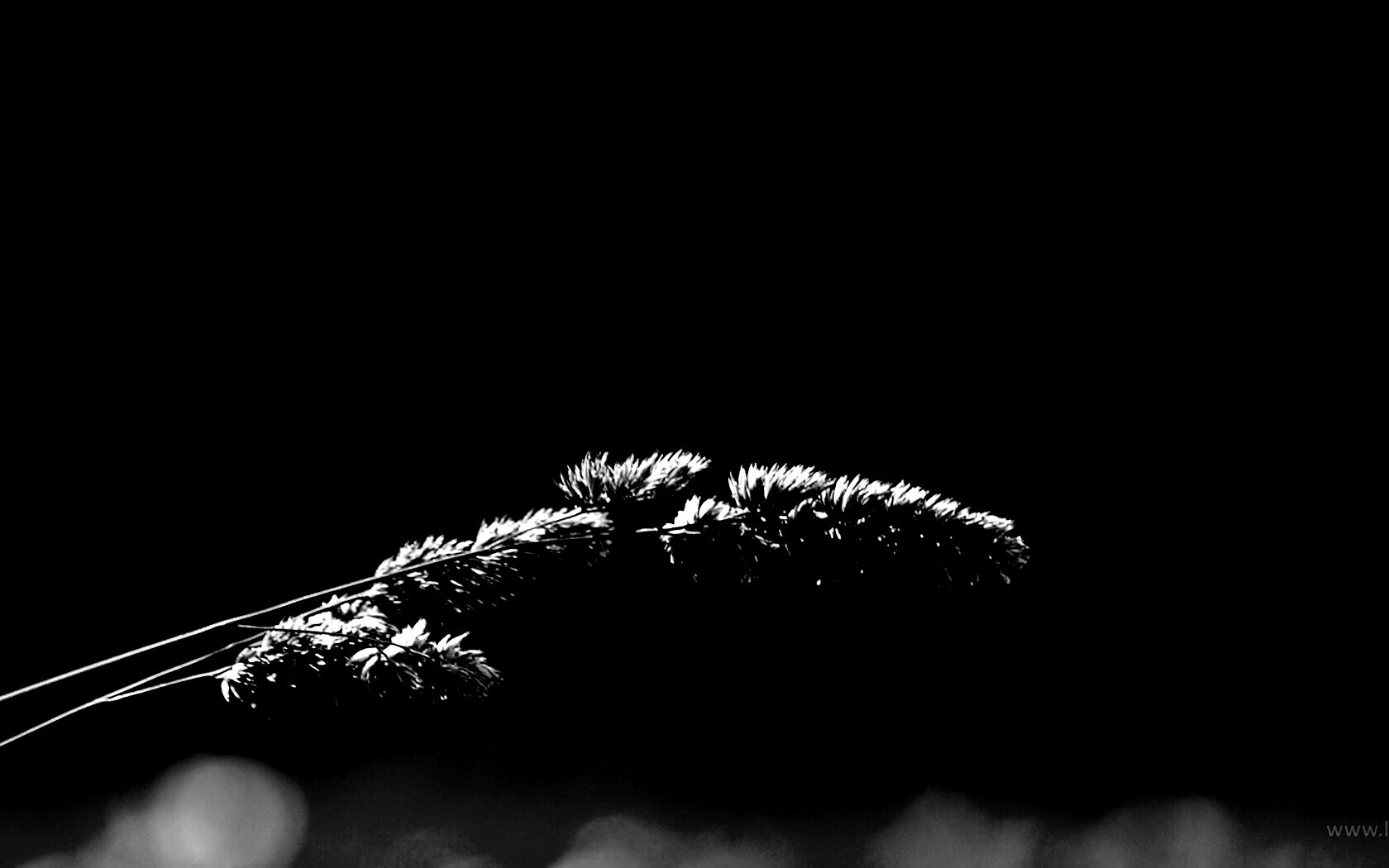 Травинка обои