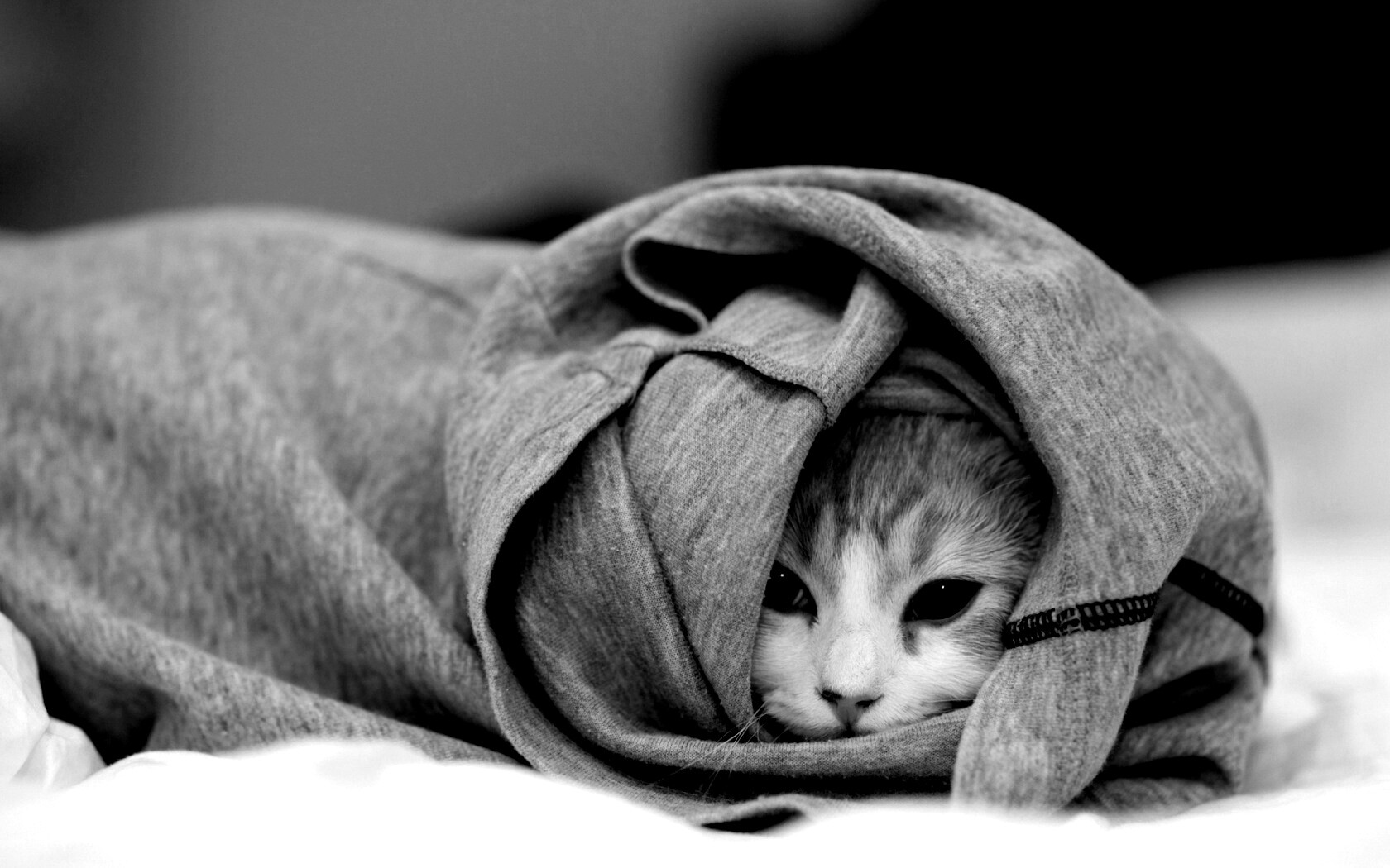 Закутавшийся в футболку кот обои