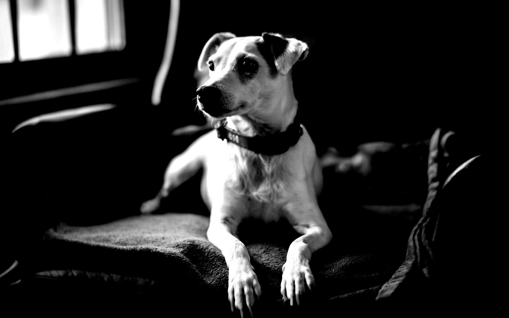 Собака на кресле обои