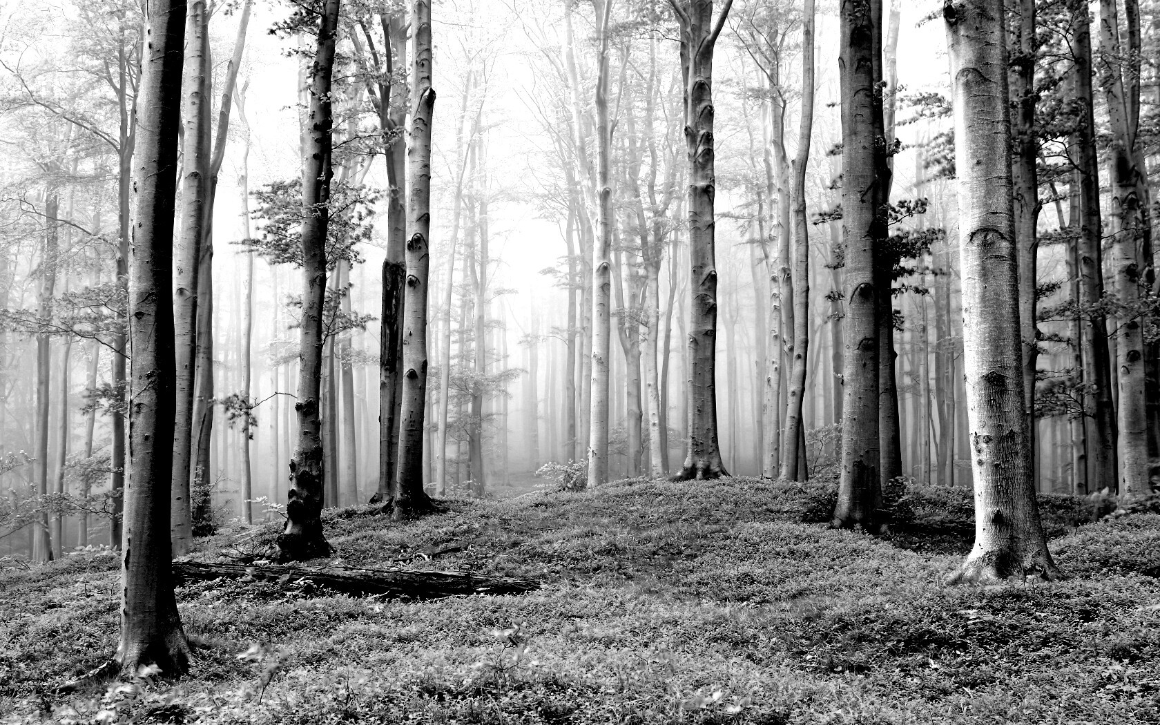 Опушка осинового леса обои