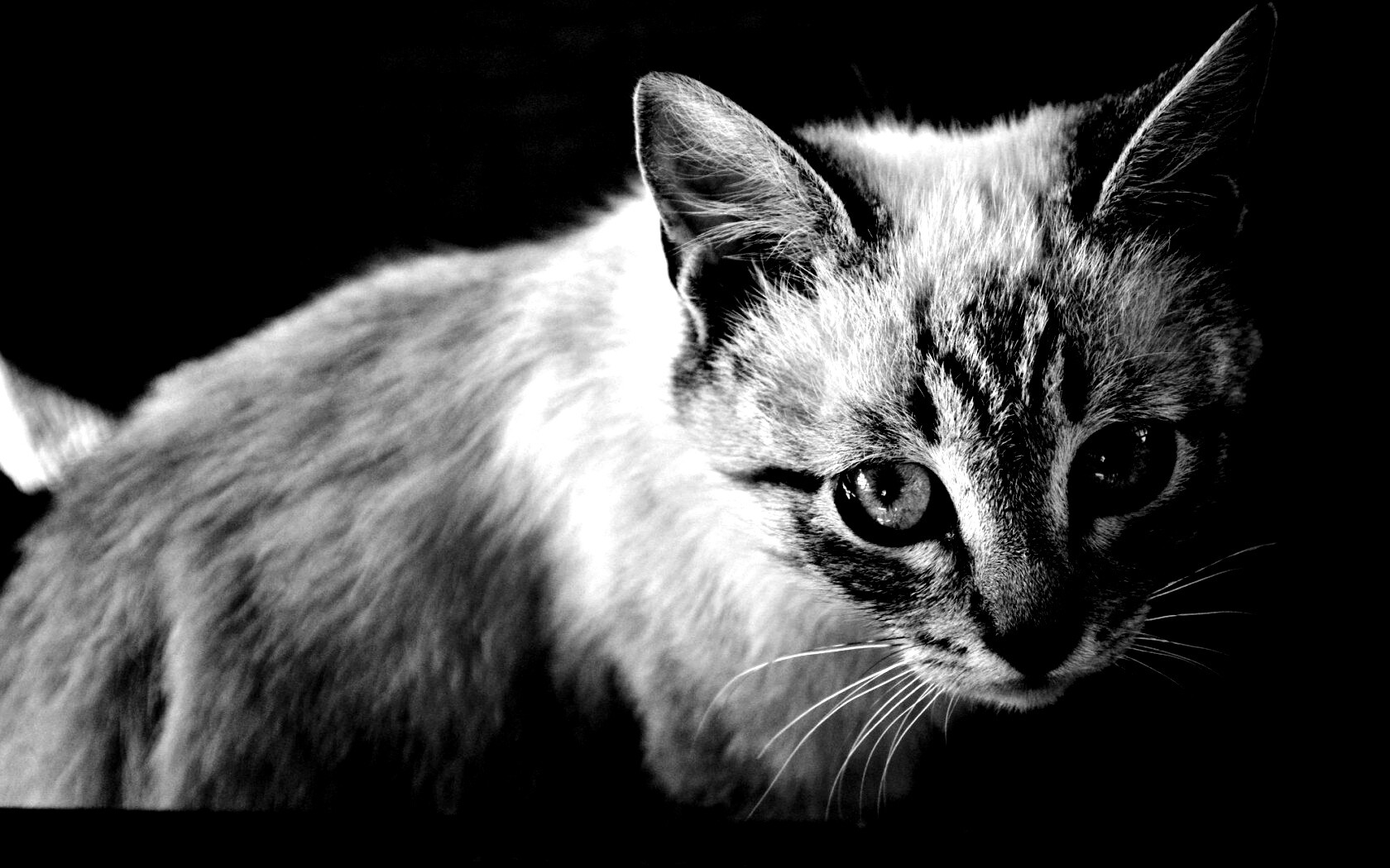 Котенок с синими глазами обои