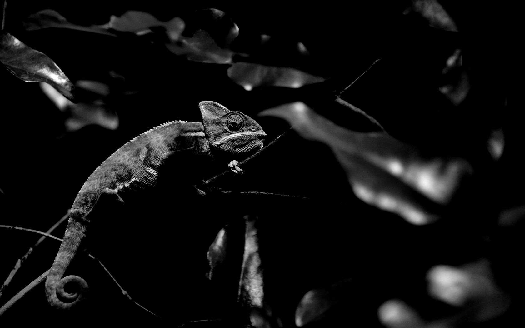 Хамелеон в листве обои