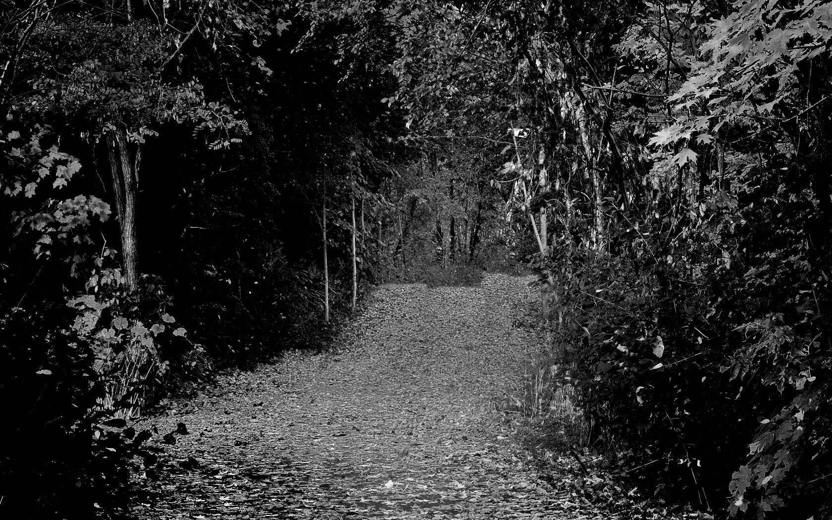 Дорожка в осеннем лесу обои