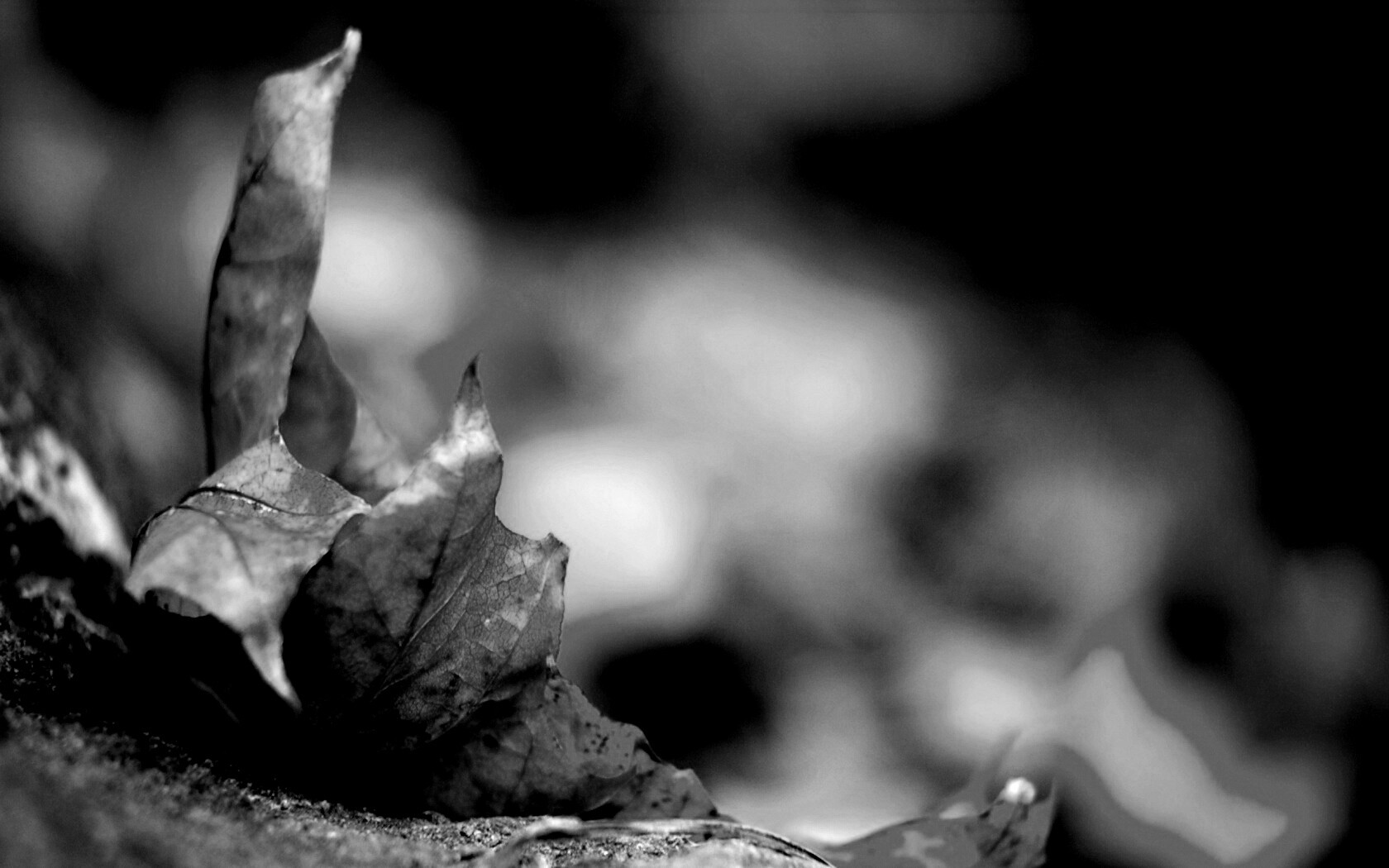 Пламенеющий осенний лист обои