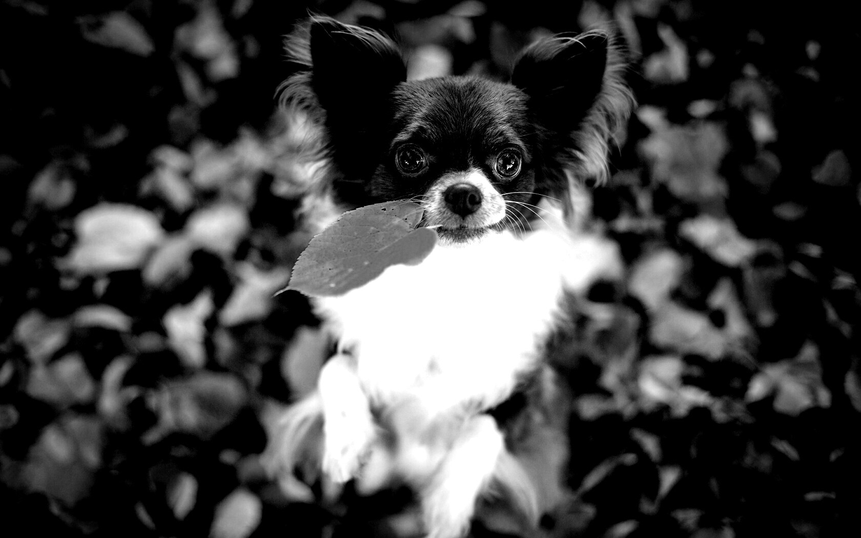 Собачка с листиком в зубах обои